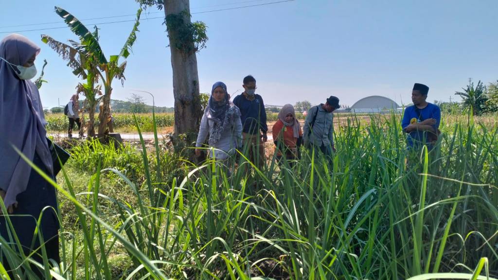 Diperta Lakukan Monev Kebun Bibit Datar&nbsp;Tebu